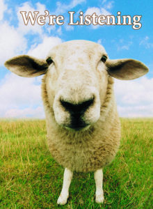 we're listening sheep